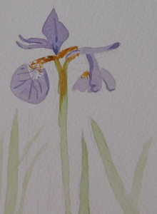 Christine C, Iris, watercolour greeting card.jpg